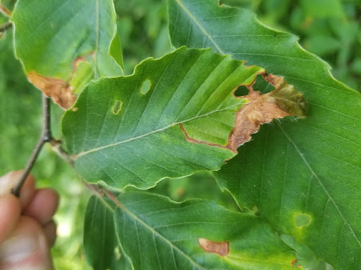 Beech leaf Mining Weevil Damage