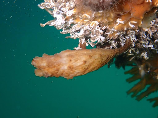 Clubbed Tunicate