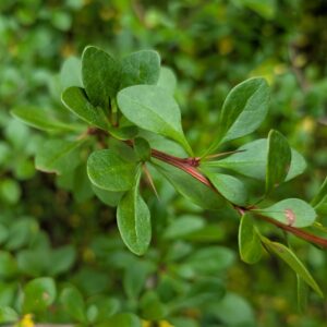 Japanese Barberry