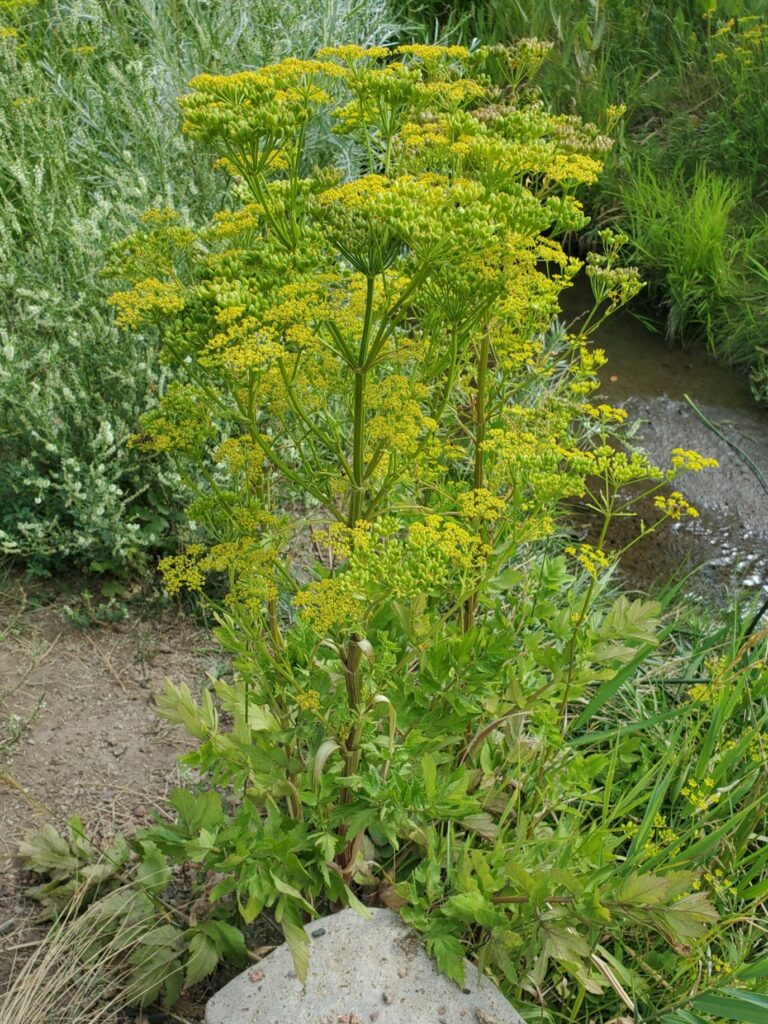 Wild Parsnip