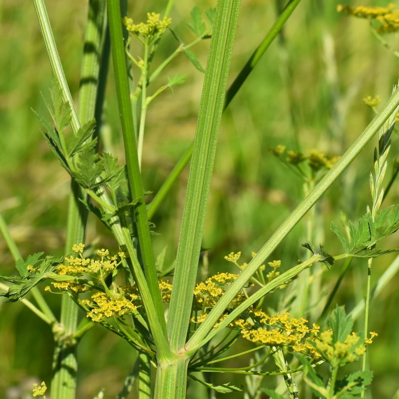 Wild Parsnip