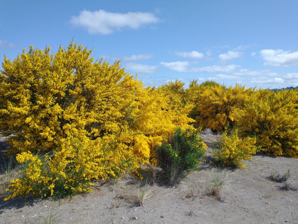Scotch Broom