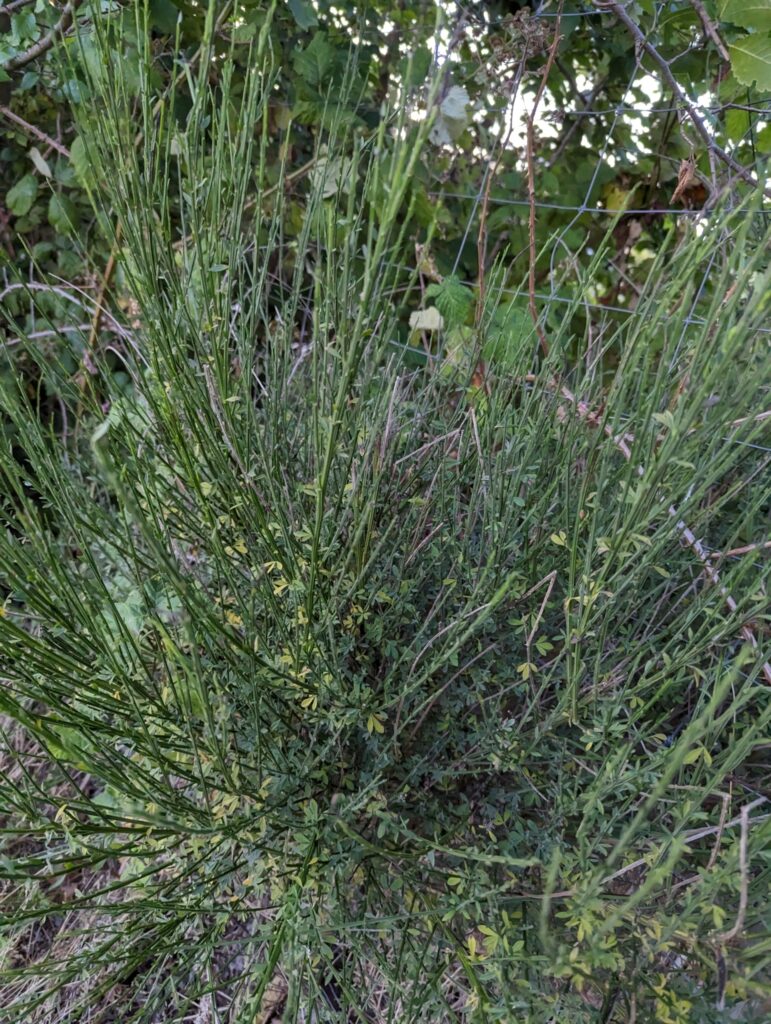 Scotch Broom