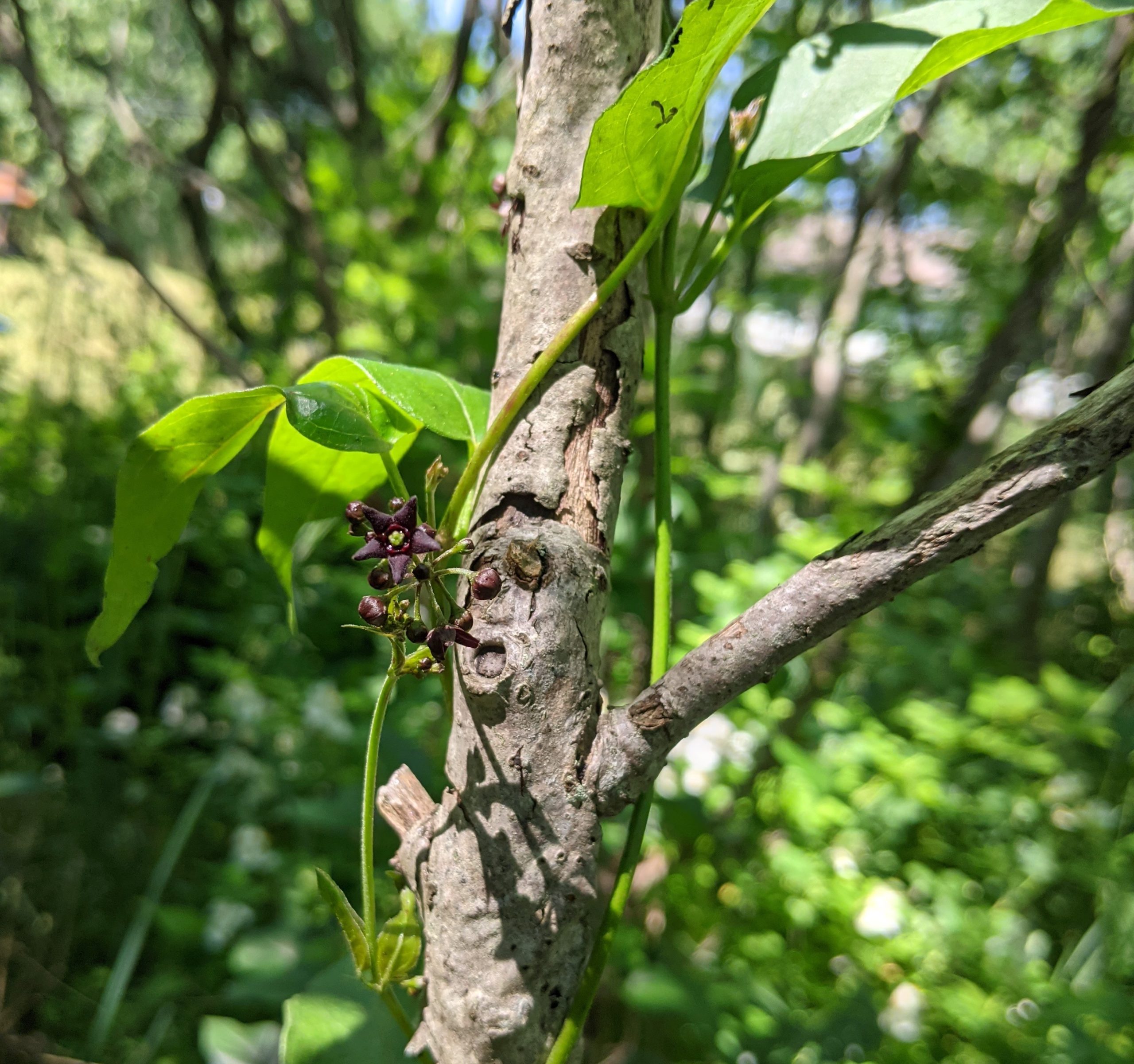 Vincetoxicum_nigrum_Kent.2022_HughstinGS_3 Black Swallowwort twining up a tree.